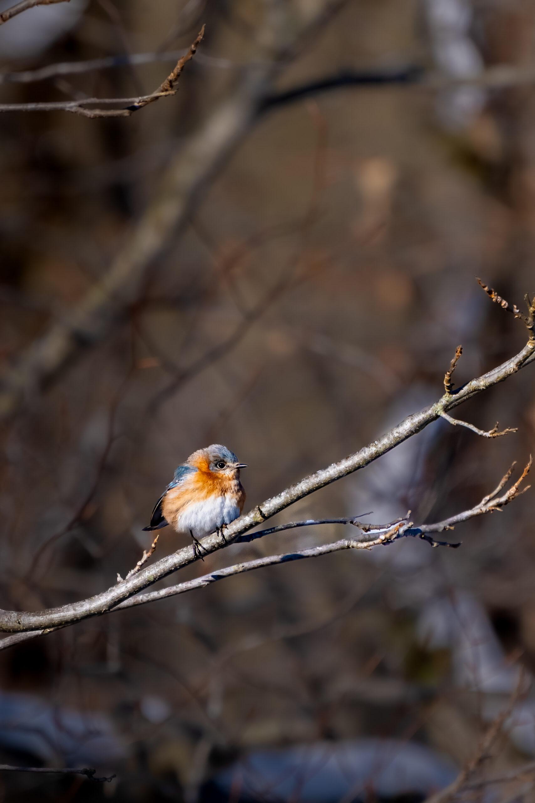 Picture of a bird on a tree branch