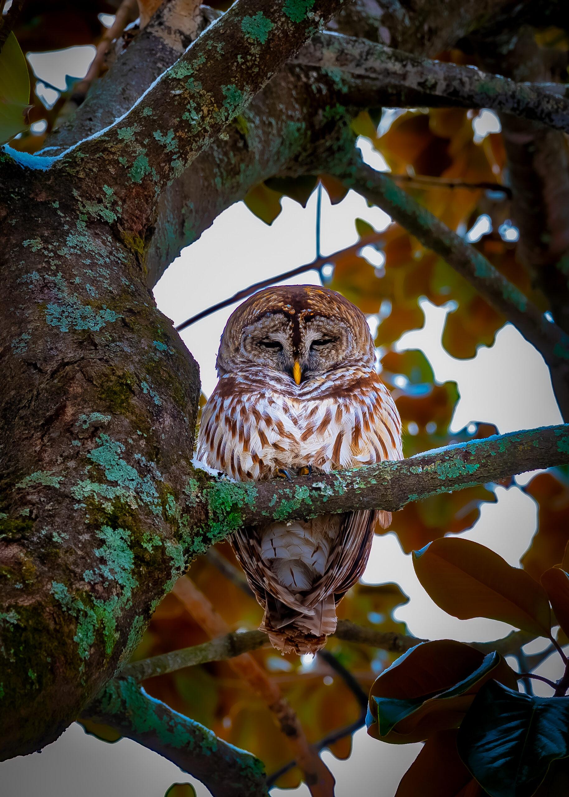 Picture of an own on a tree branch with eyes closed