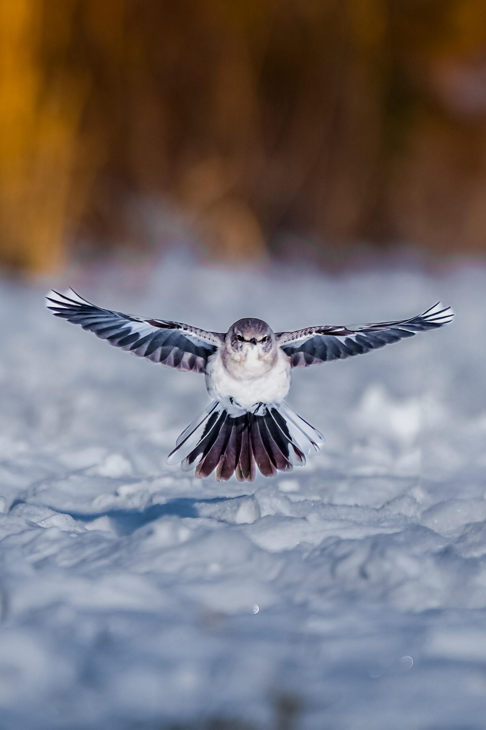 Bird landing on snow
