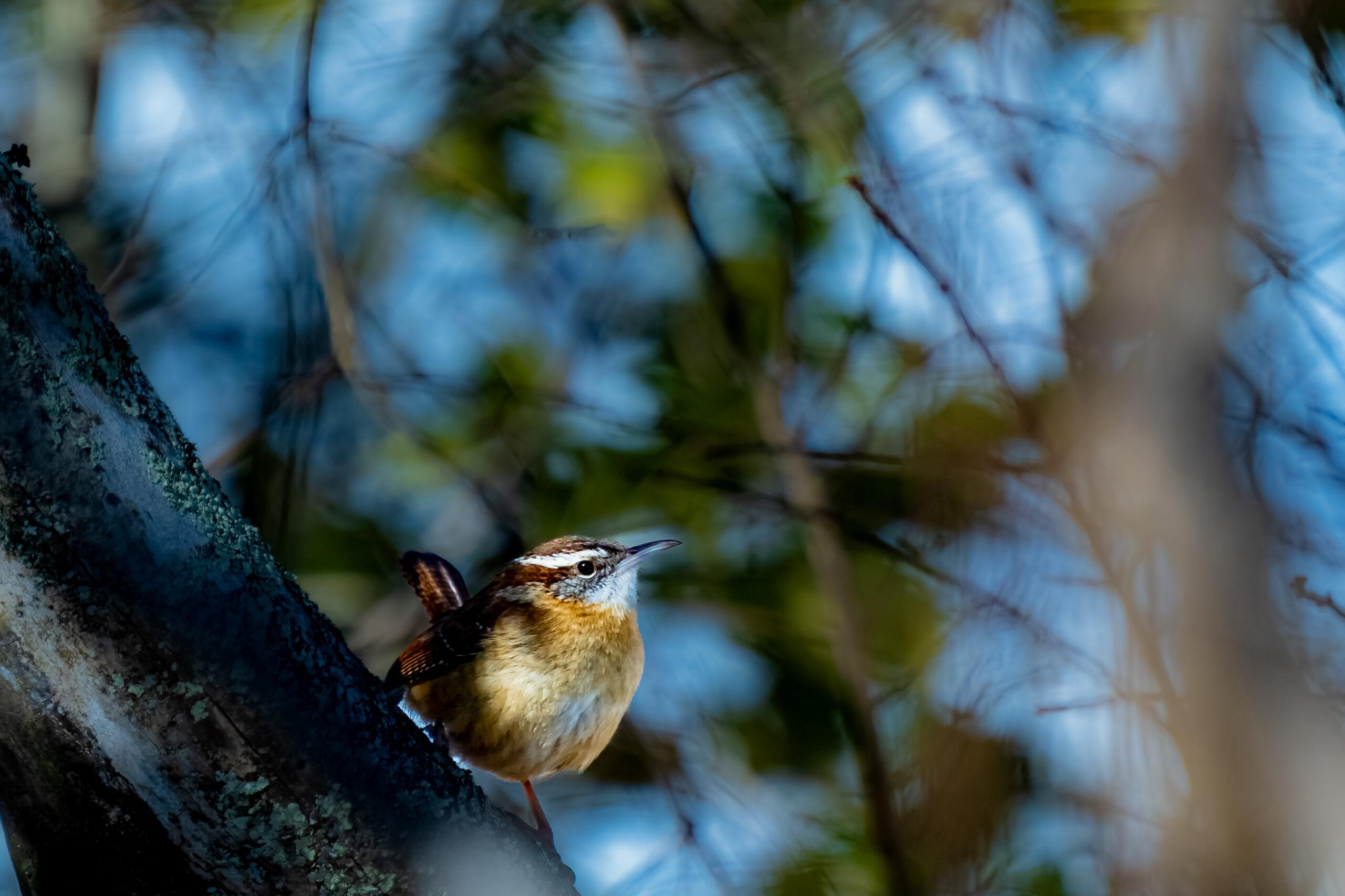 Bird on a tree picture caught from the side